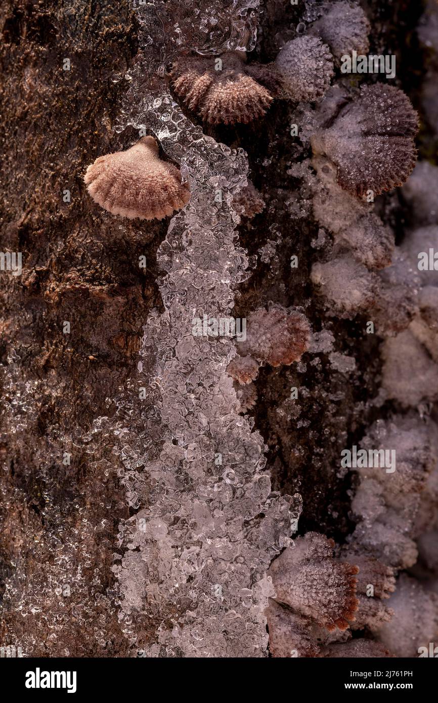 Funghi di albero tra i cristalli di ghiaccio su un ceppo, fungo comune a foglia divisa (comune di Schizofillum) tra neve e ghiaccio Foto Stock