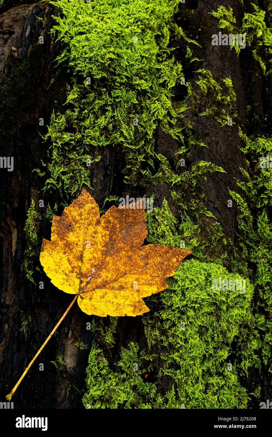 Un vecchio tronco di albero morto con muschio verde e su di esso un colorato pipistrello di acero adatto come sfondo in autunno. Foto Stock