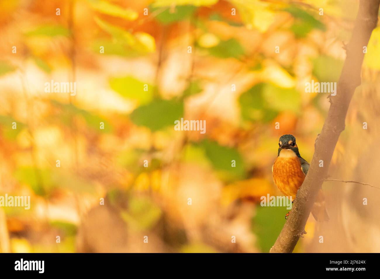 Un Martin pescatore maschio su un ramo in autunno Foto Stock