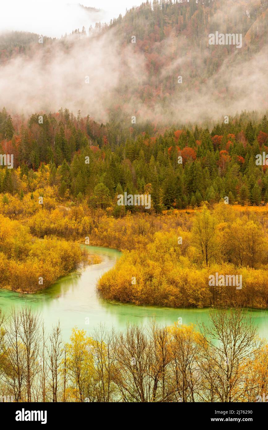 Nel delta del fiume dell'Isar cespugli di salice giallo brillante ad acqua alta leggera all'entrata al serbatoio di Sylvenstein in pioggia leggera. Sullo sfondo le montagne si innalzano con nuvole e nebbia. Foto Stock