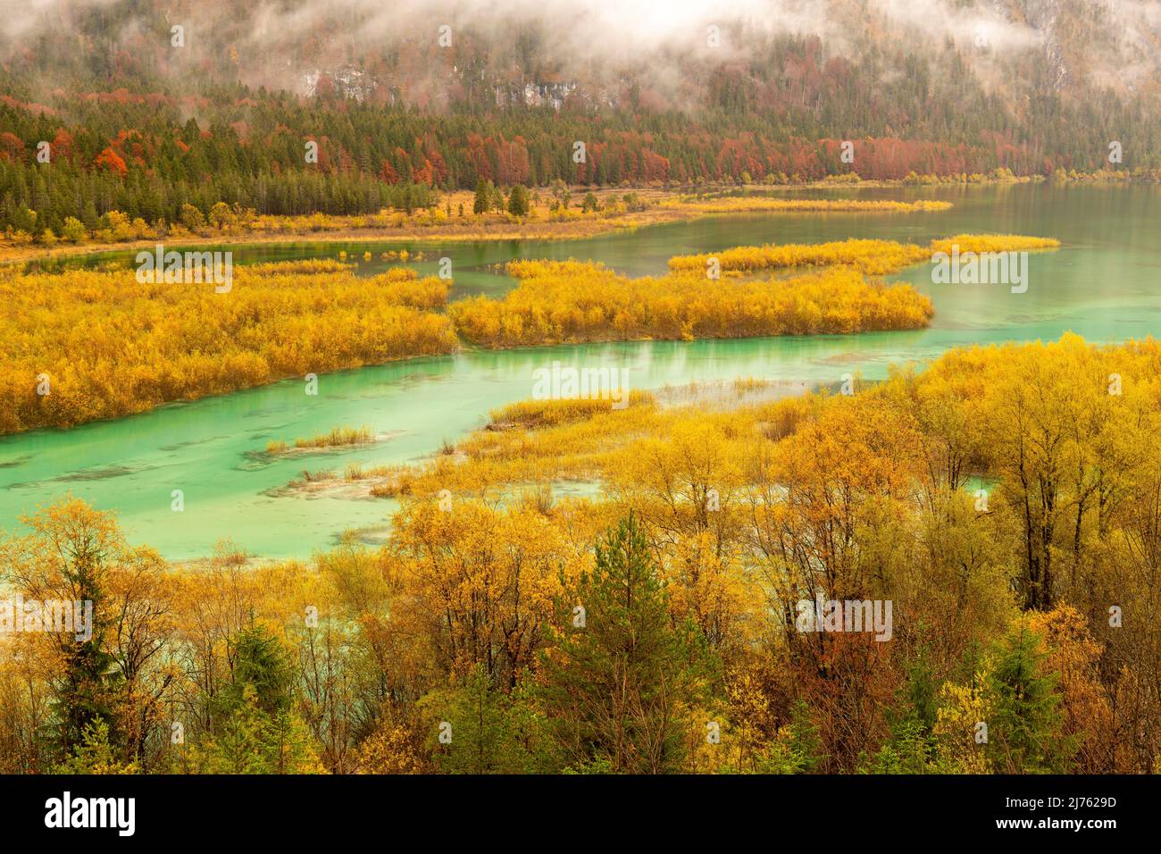 Nel delta del fiume dell'Isar cespugli di salice giallo brillante ad acqua alta leggera all'entrata al serbatoio di Sylvenstein in pioggia leggera. Sullo sfondo le montagne si innalzano con nuvole e nebbia. Foto Stock