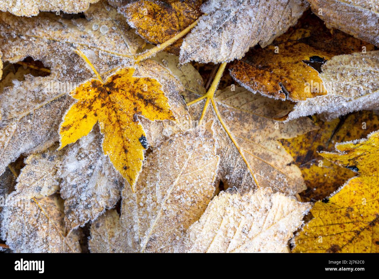 Foglie di acero a terra, con gelo dopo la prima notte gelate a fine autunno. Foto Stock