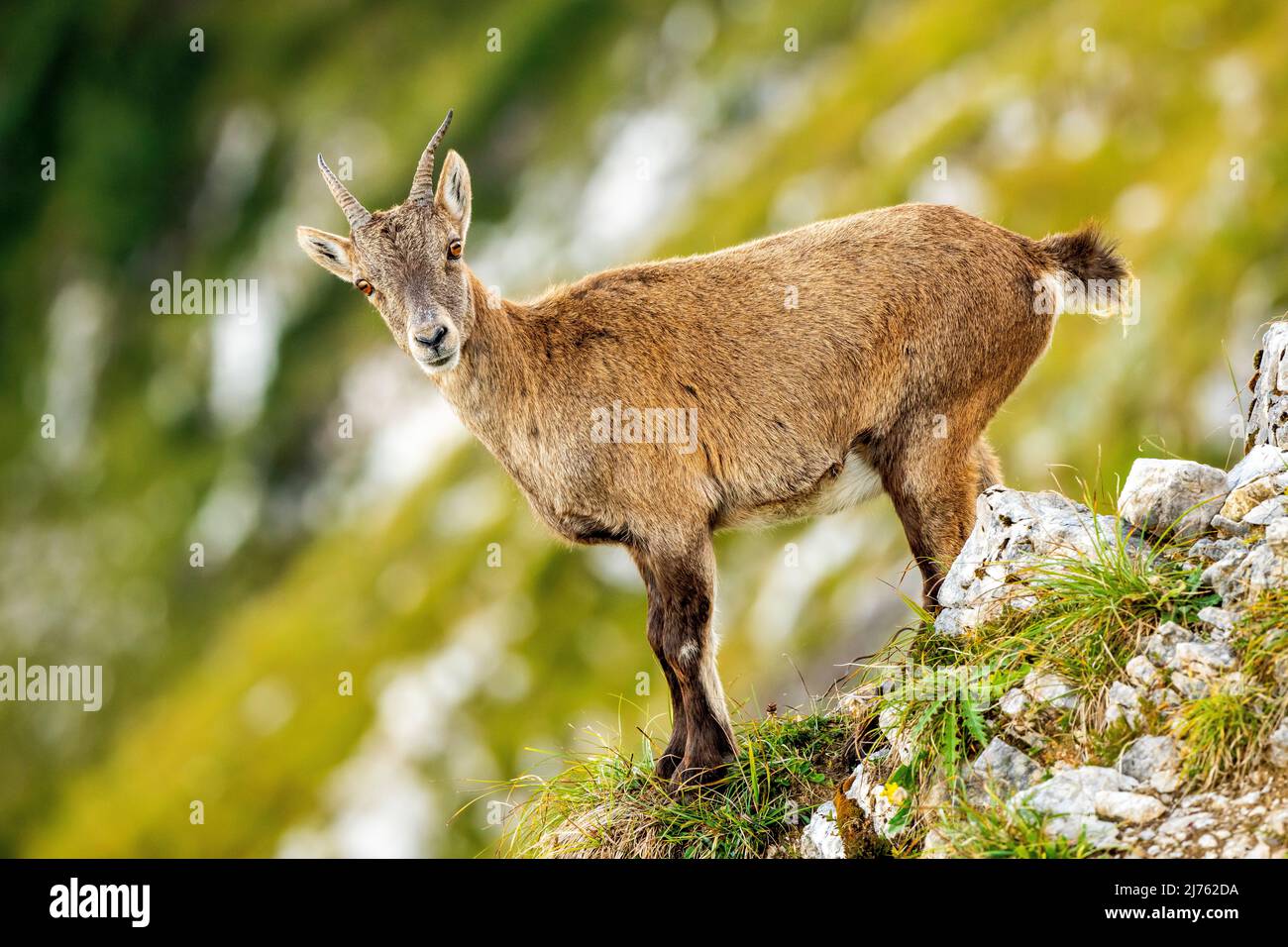 Un giovane stambecco di circa 2 anni di profilo su un ripido pendio di montagna nelle montagne del Karwendel Foto Stock