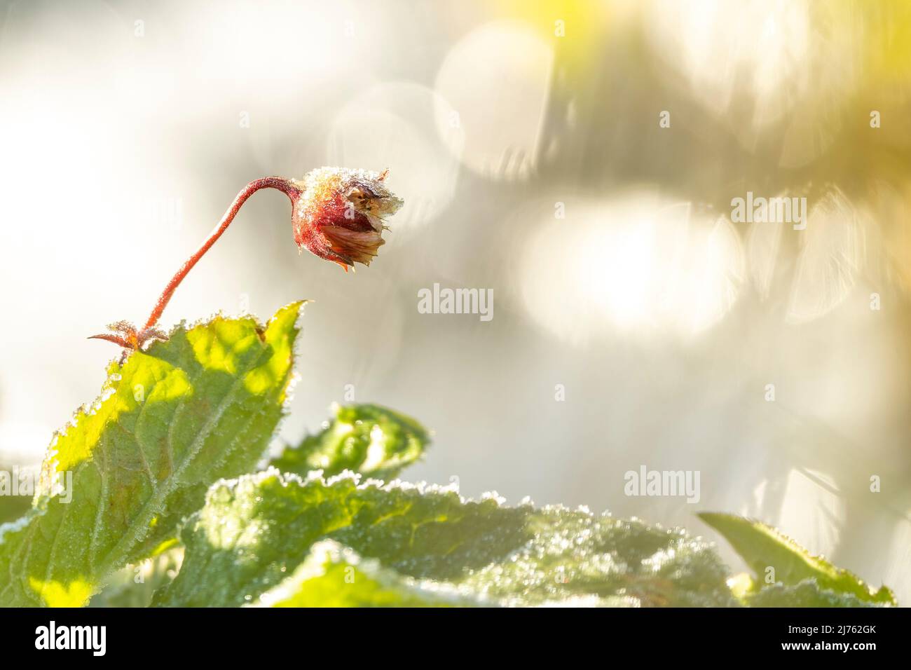 Prato cowbell in gelo di hoar, il fiore di questa bella pianta è coperto da uno strato morbido di ghiaccio, riflessi di luce sullo sfondo a causa della luce riflessa dal ghiaccio Foto Stock