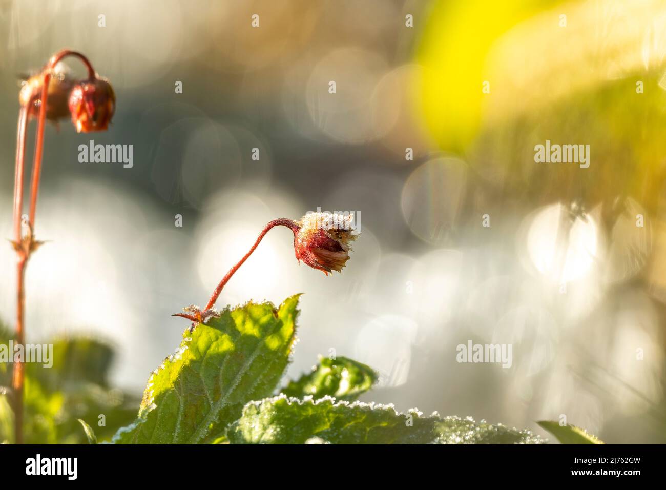 Prato cowbell in gelo di hoar, il fiore di questa bella pianta è coperto da uno strato morbido di ghiaccio, riflessi di luce sullo sfondo a causa della luce riflessa dal ghiaccio Foto Stock