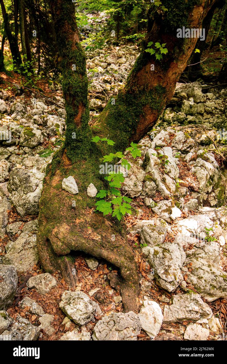 Una faccia di albero con occhi di pietra ai piedi di un vecchio albero di acero nelle Alpi Foto Stock