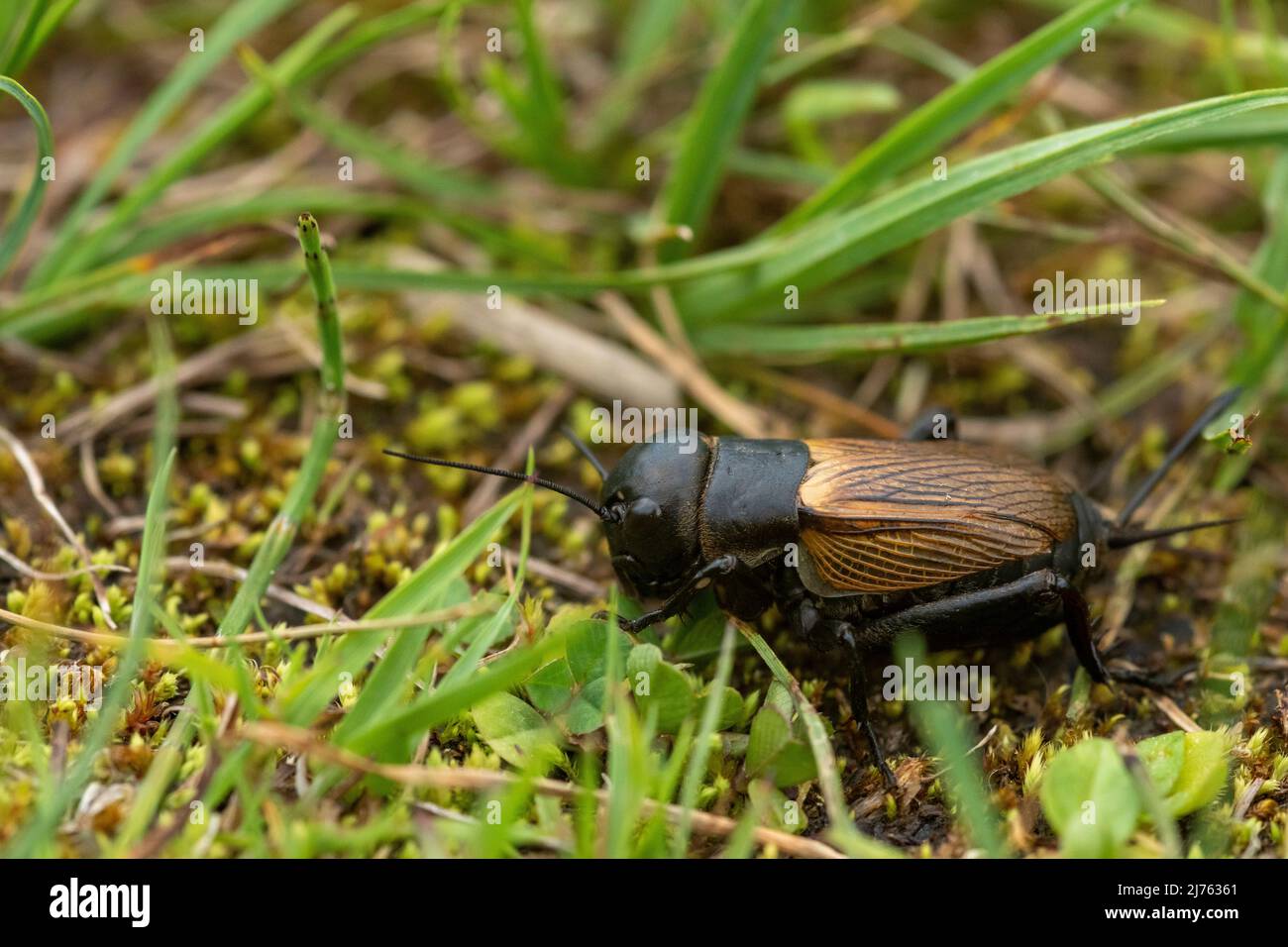 Un vero cricket (Grylloidea) nel verde di un prato alpino Foto Stock