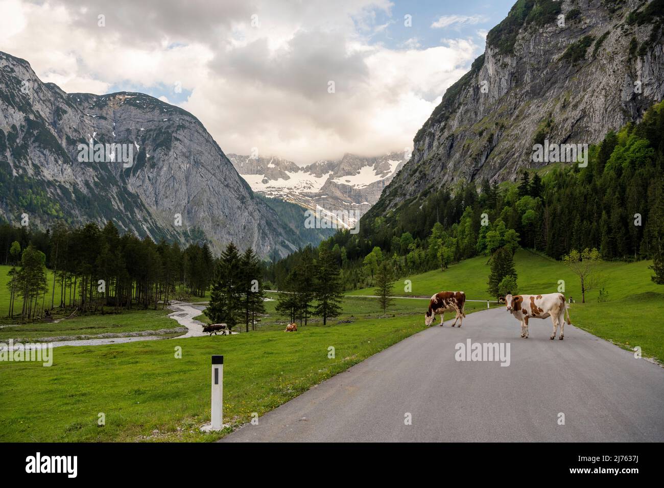 Mucche in piedi sulla strada alpina per Grosser Ahornboden a Karwendel, nelle Alpi austriache. Foto Stock