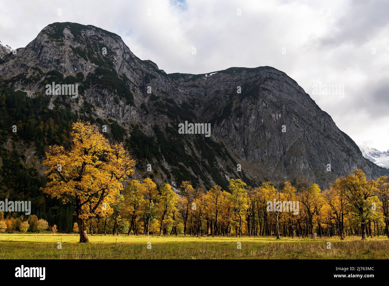 Luce notturna al Großer Ahornboden nel Karwendel vicino Hinterriss, Tirolo / Austria alla luce della sera del sole tramonta dietro le montagne. L'autunno lascia il rosso dorato brillante e sullo sfondo torreggia il Sonnjoch. Foto Stock