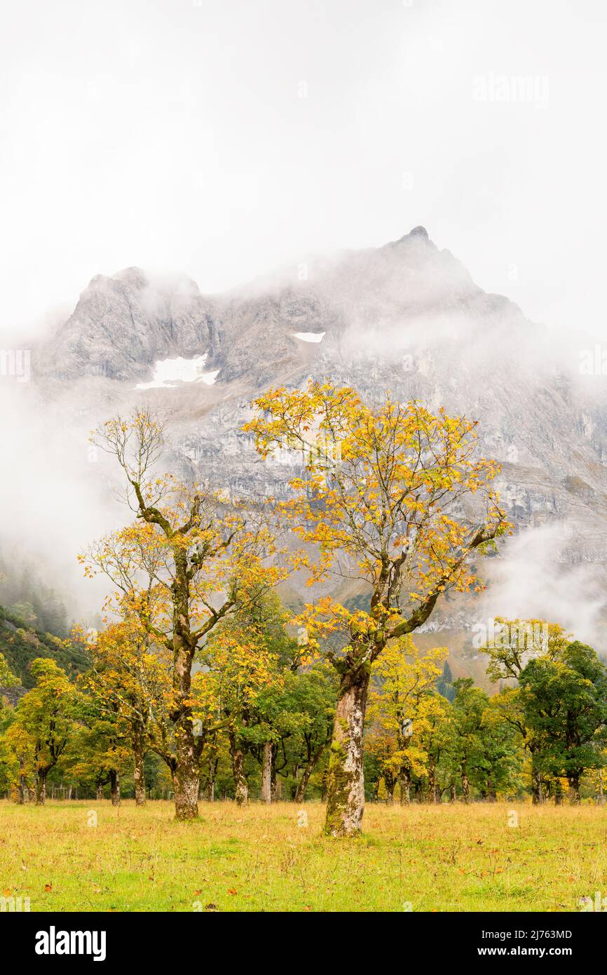 Due vecchi alberi di acero sul grande terreno di acero vicino a Hinterriss nel Karwendel / Austria, sullo sfondo tra le nuvole lo Spirtzkarspitze del Lalidererwände. Le foglie autunnali sono gialle, mentre la nebbia si avvicina. Foto Stock