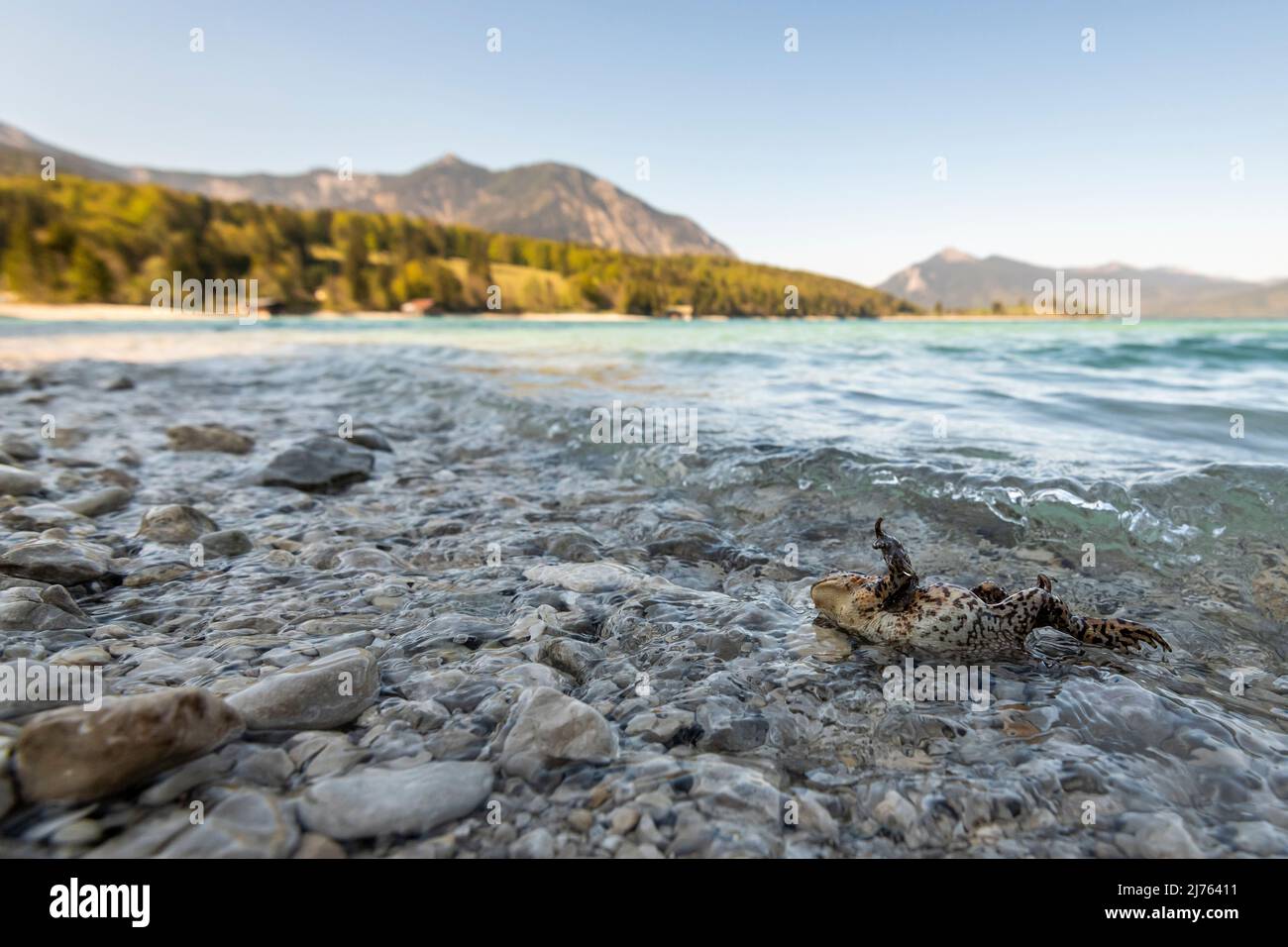 Un paio di rospo comune (la femmina è la più grande/più bassa) sulla riva di Walchensee nelle Alpi bavaresi su una spiaggia di ghiaia sotto il cielo blu, in lotta con l'ondeggia del lago in primavera. Foto Stock