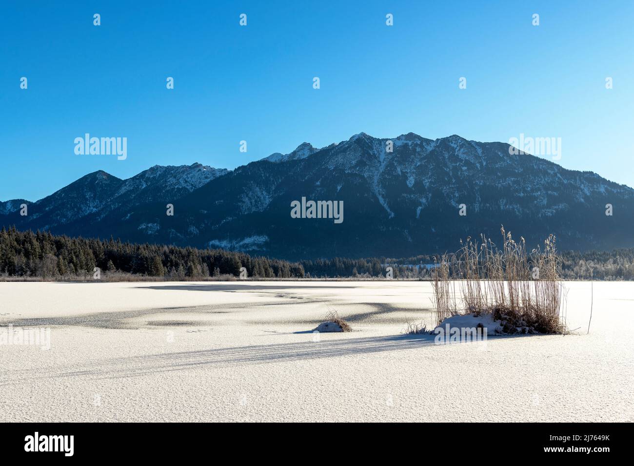 Canne sulla riva ghiacciata del Barmsee nelle Alpi bavaresi. Sullo sfondo il Karwendel, in primo piano il lago ghiacciato. Foto Stock