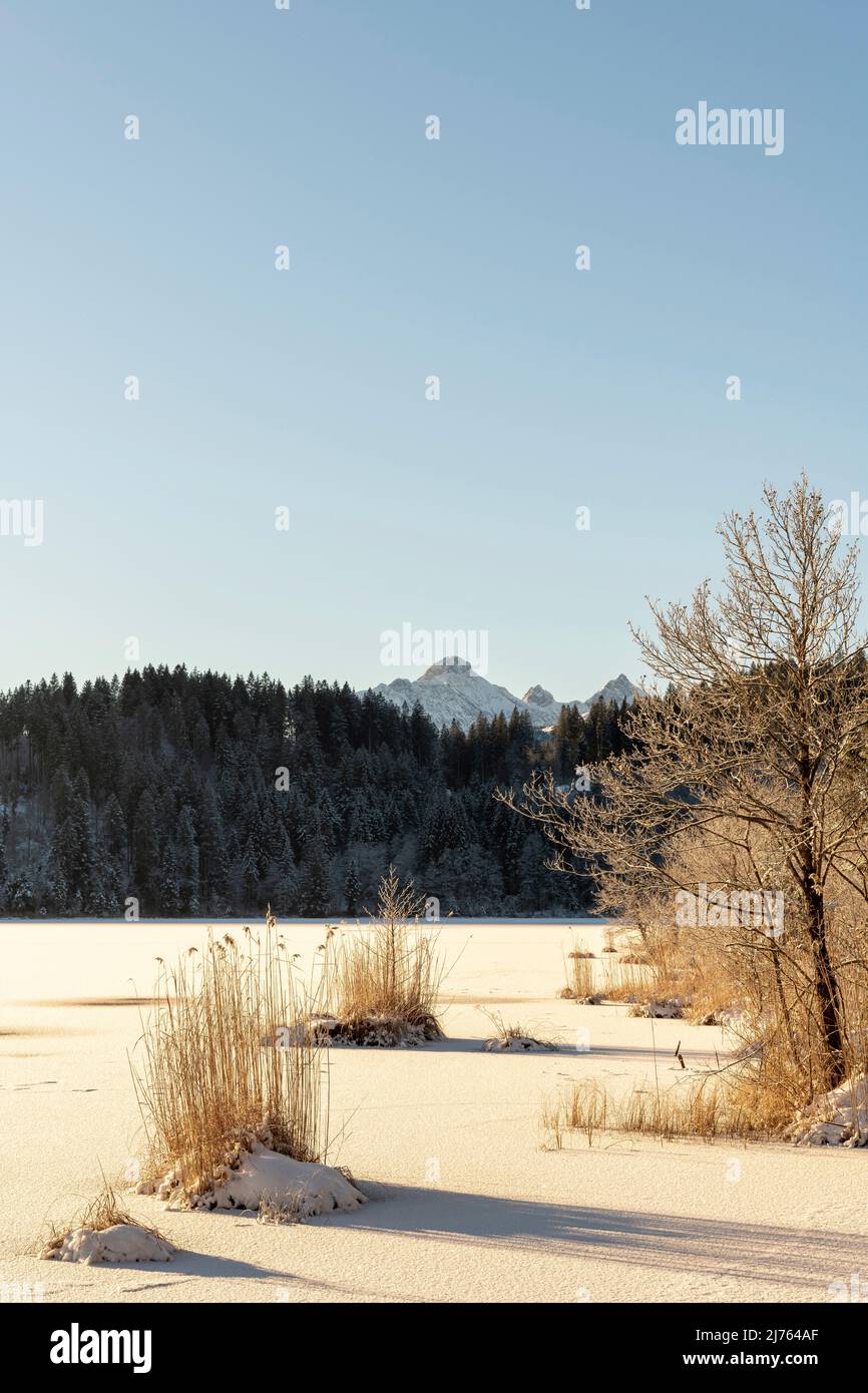 Canne e la riva del Barmsee in calda luce del mattino, sullo sfondo le montagne di Wettertstein. Foto Stock