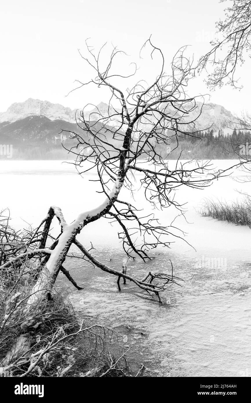 Un albero caduto sulla riva del lago di Barmsee ghiacciato nelle Alpi bavaresi, in neve e ghiaccio. Sullo sfondo il Karwendel. Foto Stock