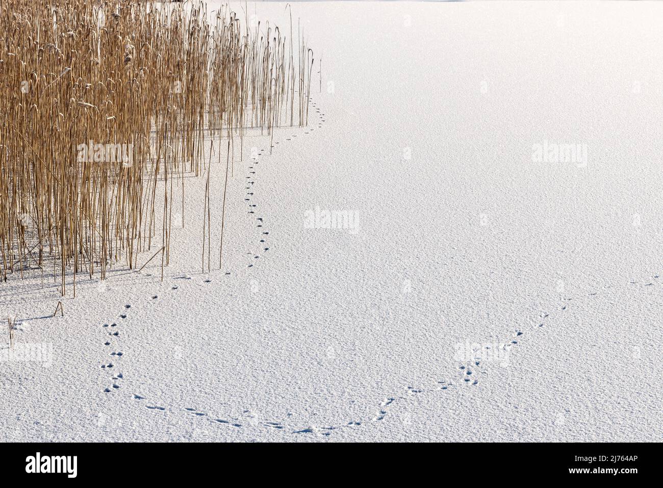 Una pista di volpe sul ghiaccio del lago di Barm ghiacciato accanto a steli di canna Foto Stock