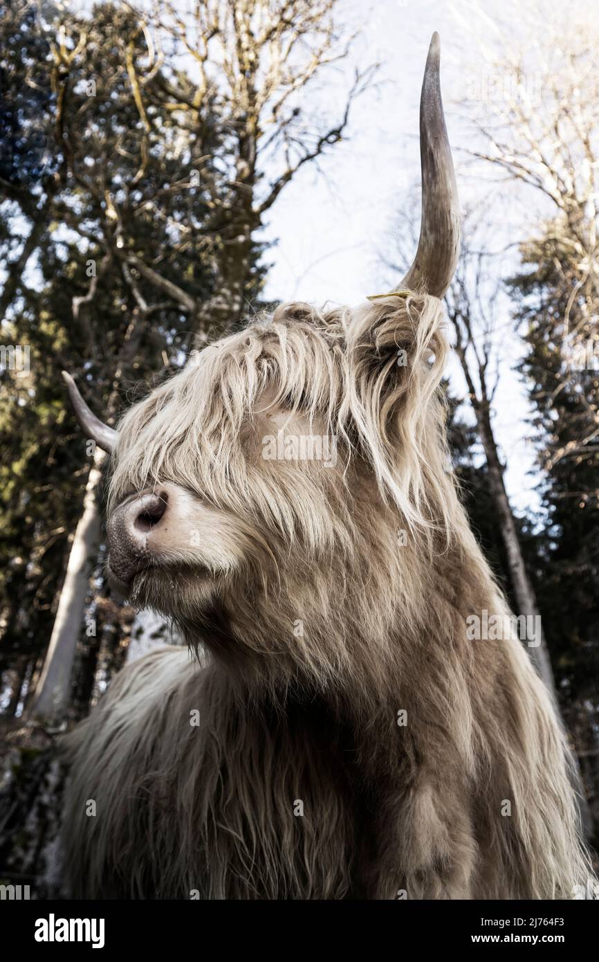 Un bestiame scozzese delle Highland con il suo lungo e spesso cappotto in ritratto, in parte fotografato dal basso. Foto Stock