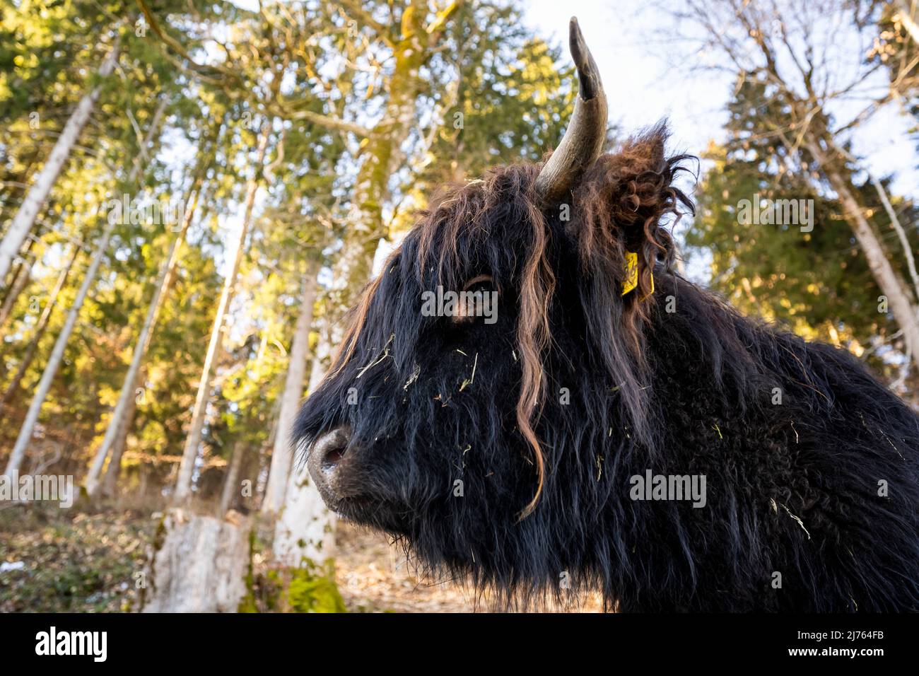 Un bestiame scozzese delle Highland con il suo lungo e spesso cappotto in ritratto, in parte fotografato dal basso. Foto Stock