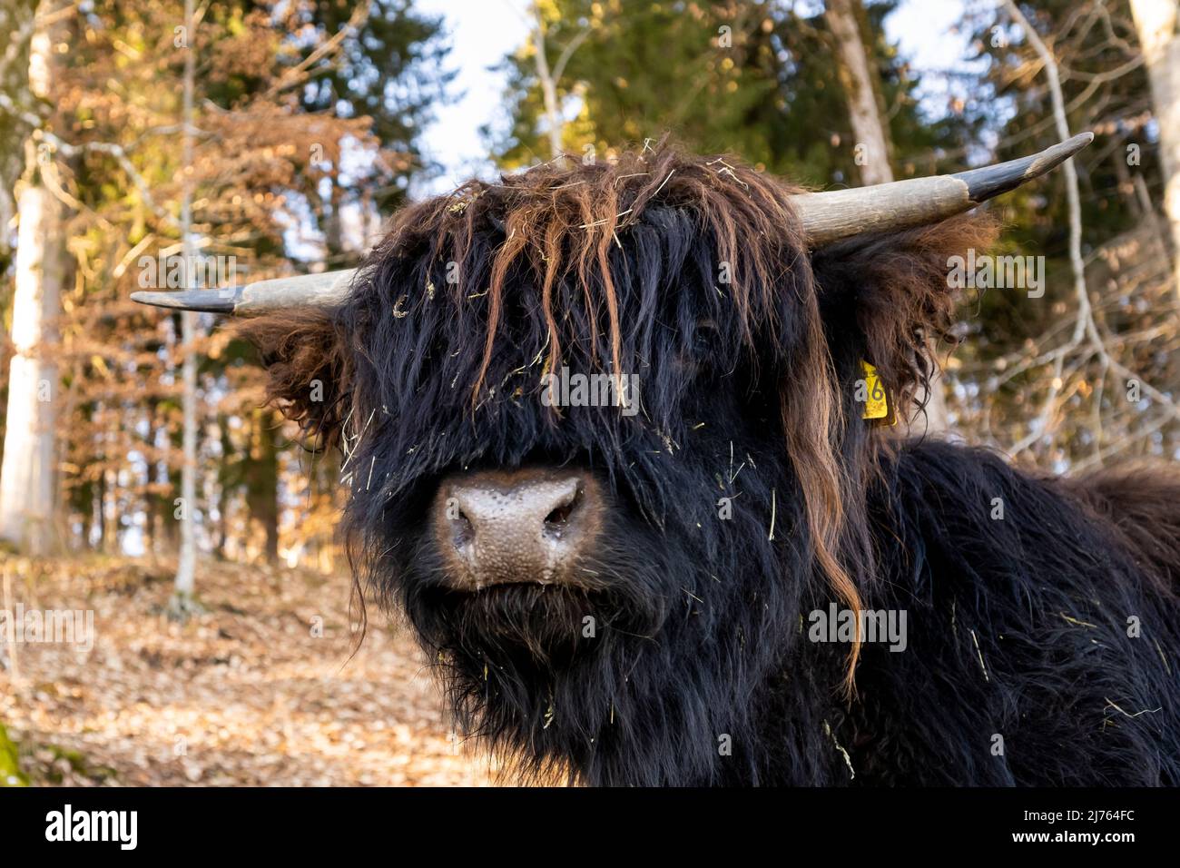 Un bestiame scozzese delle Highland con il suo lungo e spesso cappotto in ritratto, in parte fotografato dal basso. Foto Stock
