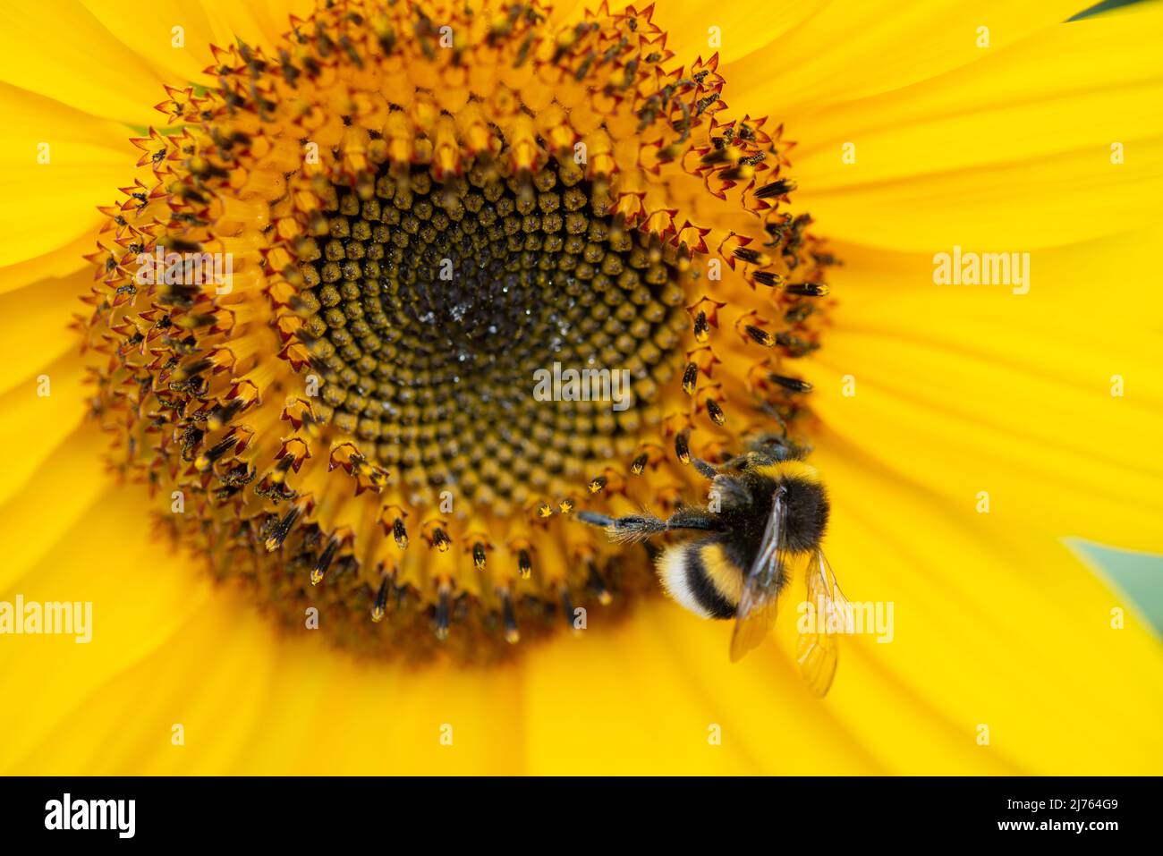 Bumblebee su un girasole Foto Stock