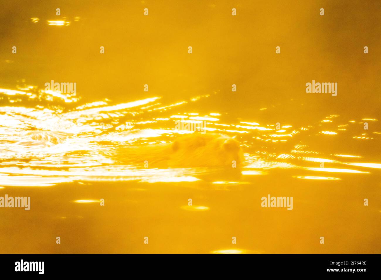 Un castoro adulto fotografato attraverso il fogliame dorato Foto Stock