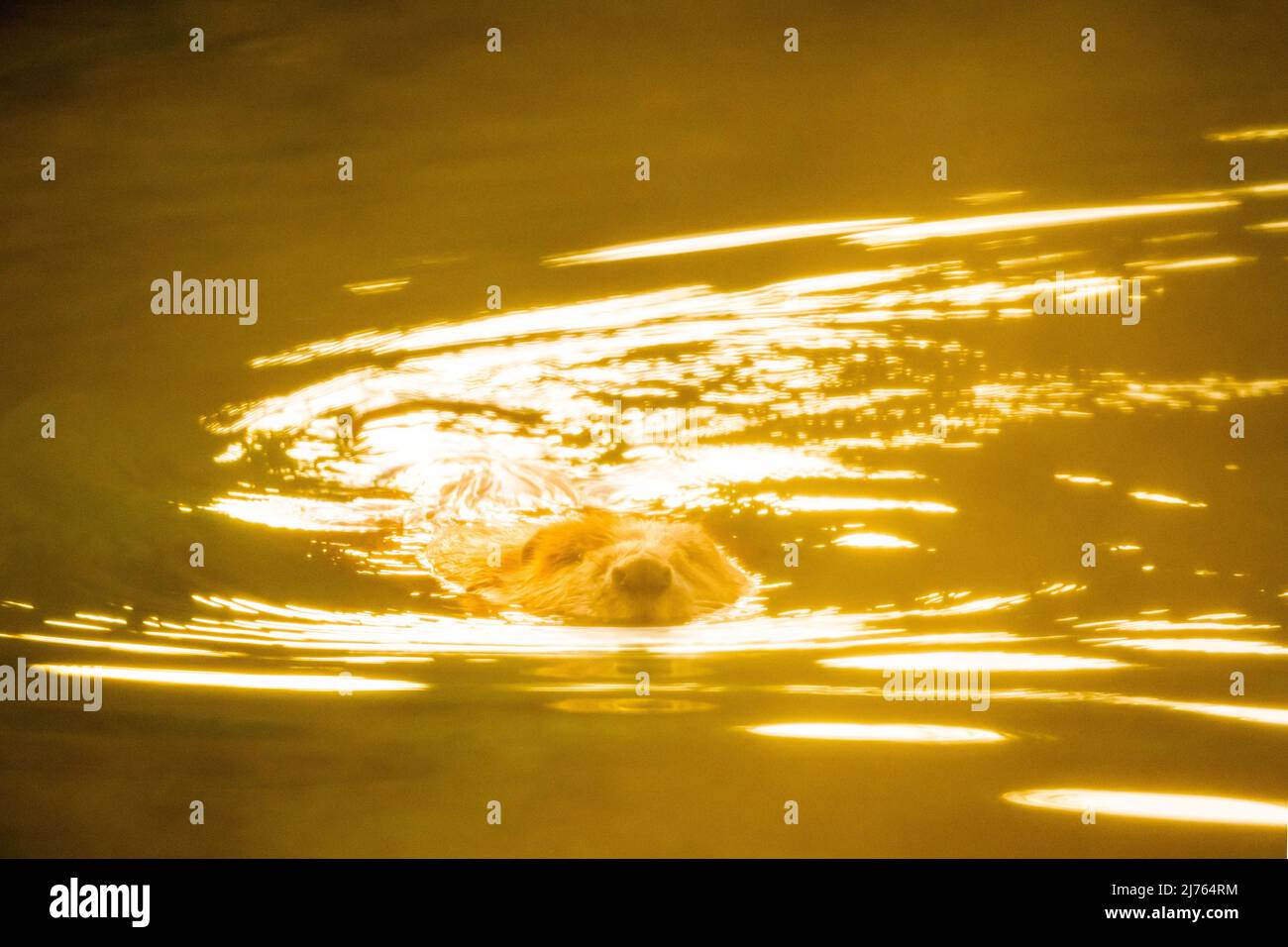 Un castoro adulto fotografato attraverso il fogliame dorato Foto Stock