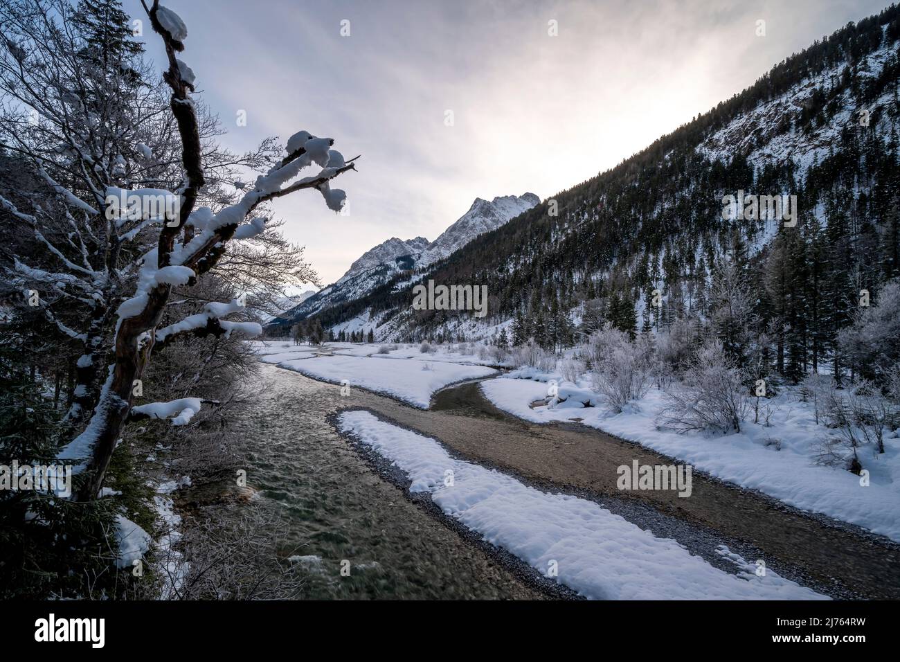 Il Rissbach in inverno con neve e gelo. Un vecchio albero di acero marcio sulla riva allunga i suoi rami innevati e ramoscelli verso il cielo. Foto Stock