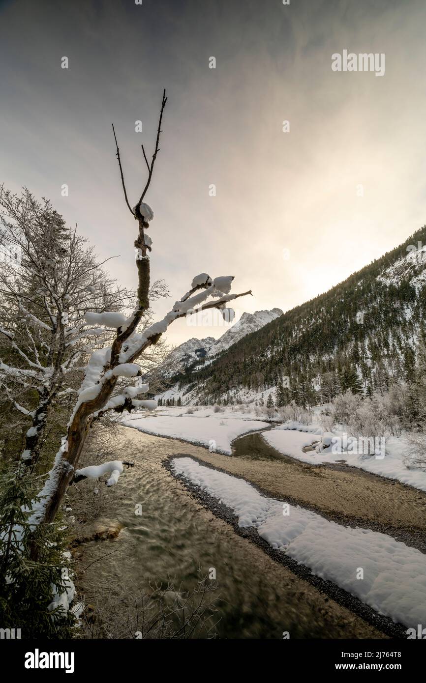 Il Rissbach in inverno con neve e gelo. Un vecchio albero di acero marcio sulla riva allunga i suoi rami innevati e ramoscelli verso il cielo. Foto Stock