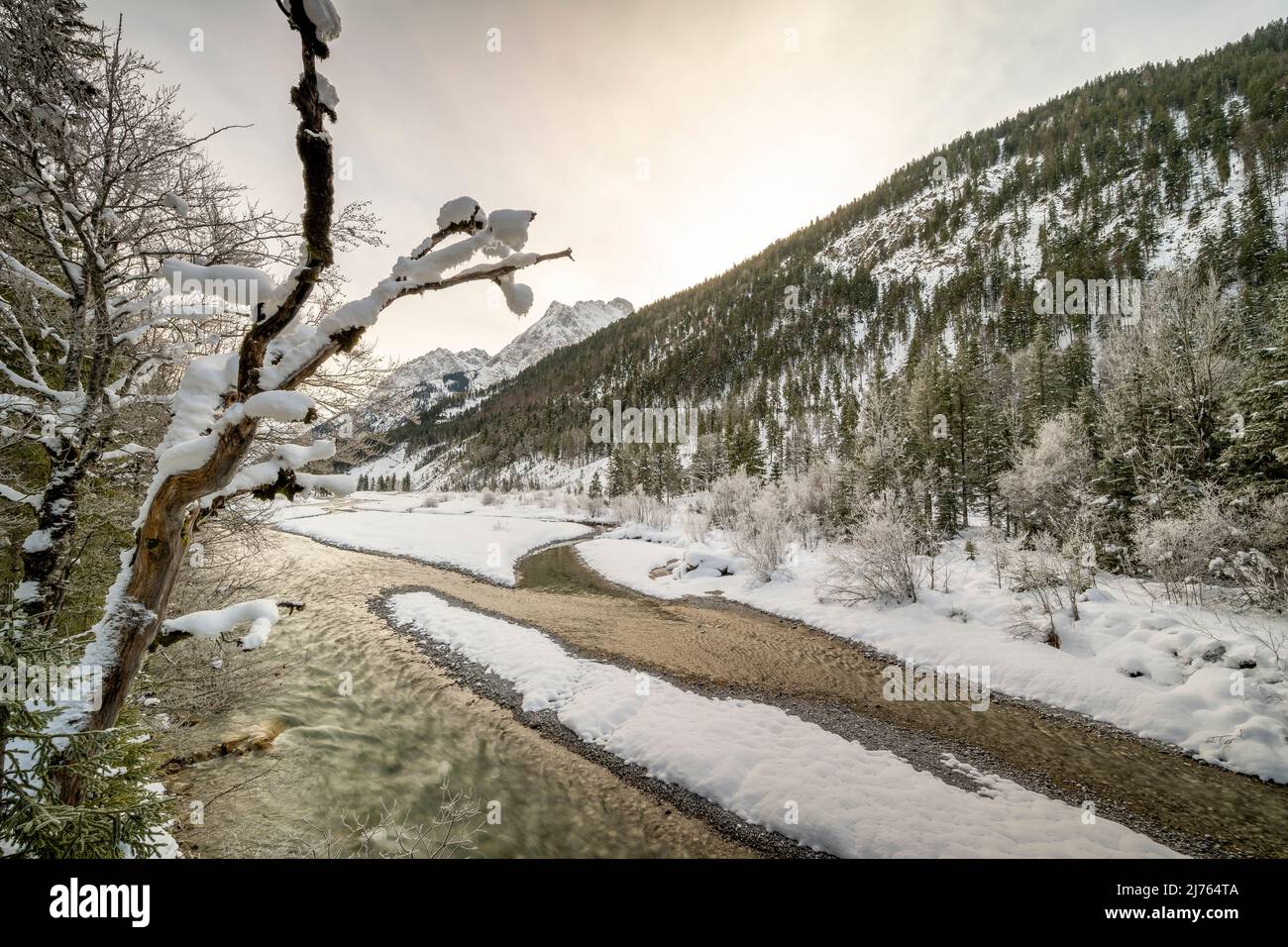 Il Rissbach in inverno con neve e gelo. Un vecchio albero di acero marcio sulla riva allunga i suoi rami innevati e ramoscelli verso il cielo. Foto Stock