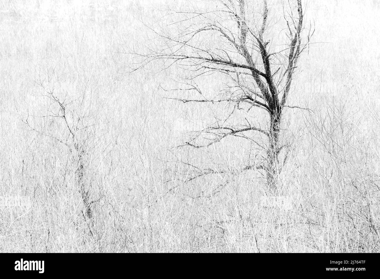 Un salice tra cespugli di salice sulla riva del bacino di Sylvenstein nel Karwendel, in autunno senza foglie. Foto Stock