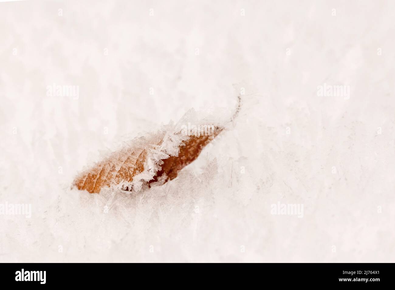 Una foglia di faggio marrone nella neve con cristalli di ghiaccio in inverno Foto Stock