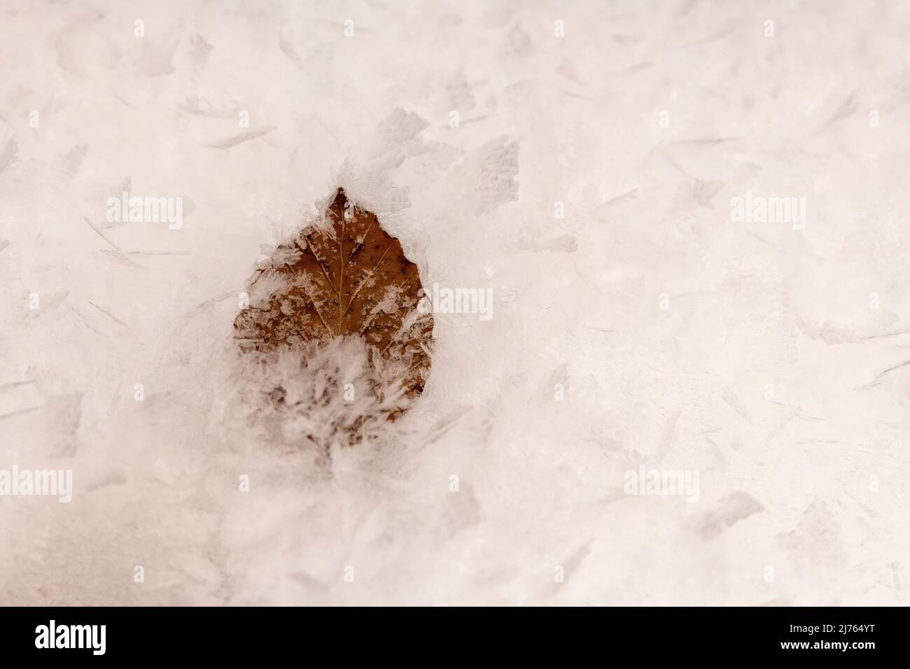 Una foglia di faggio marrone nella neve con cristalli di ghiaccio in inverno Foto Stock