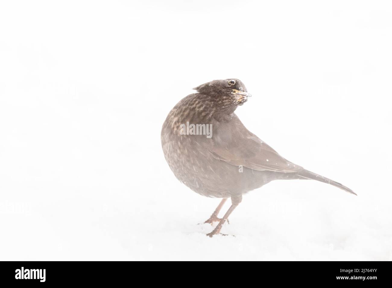 Un uccello nero femminile nella neve Foto Stock