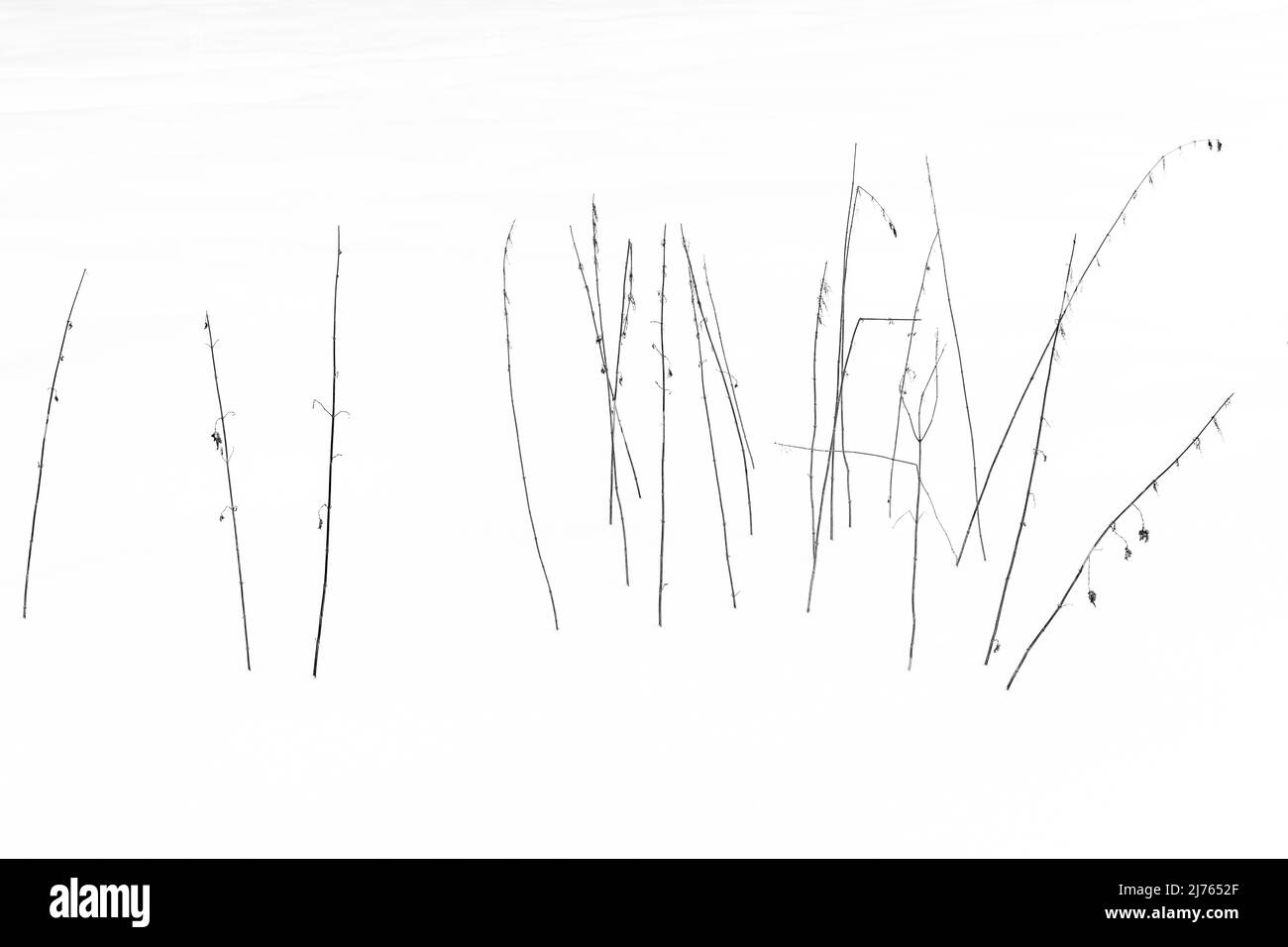 Un gruppo di steli di ortica pungente nel bianco di neve in bianco e nero. Foto Stock