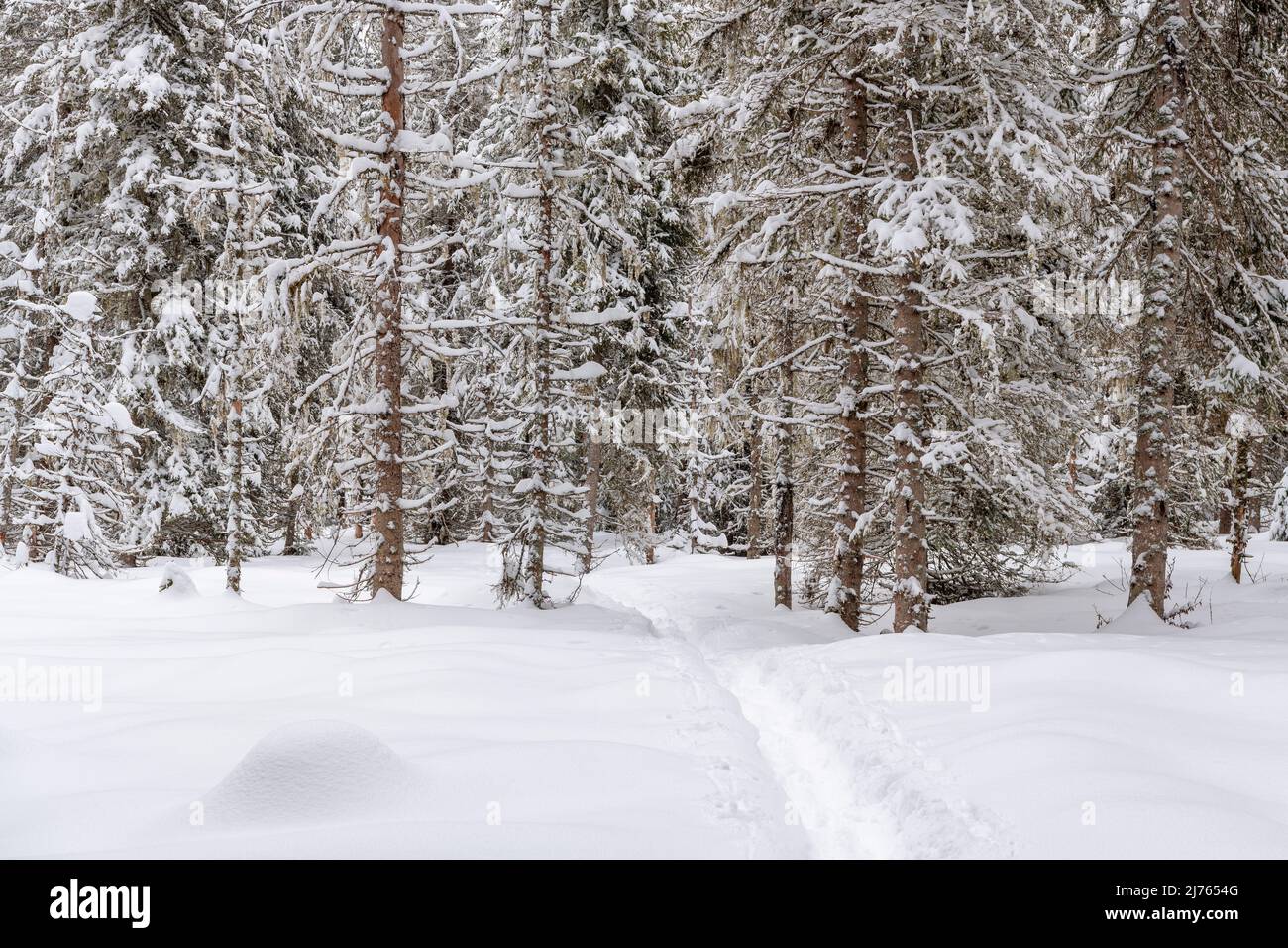 Un sentiero di racchette da neve conduce attraverso una zona nevosa verso una foresta di conifere con alberi di abete rosso. Tutto è coperto di neve bianca. Foto Stock