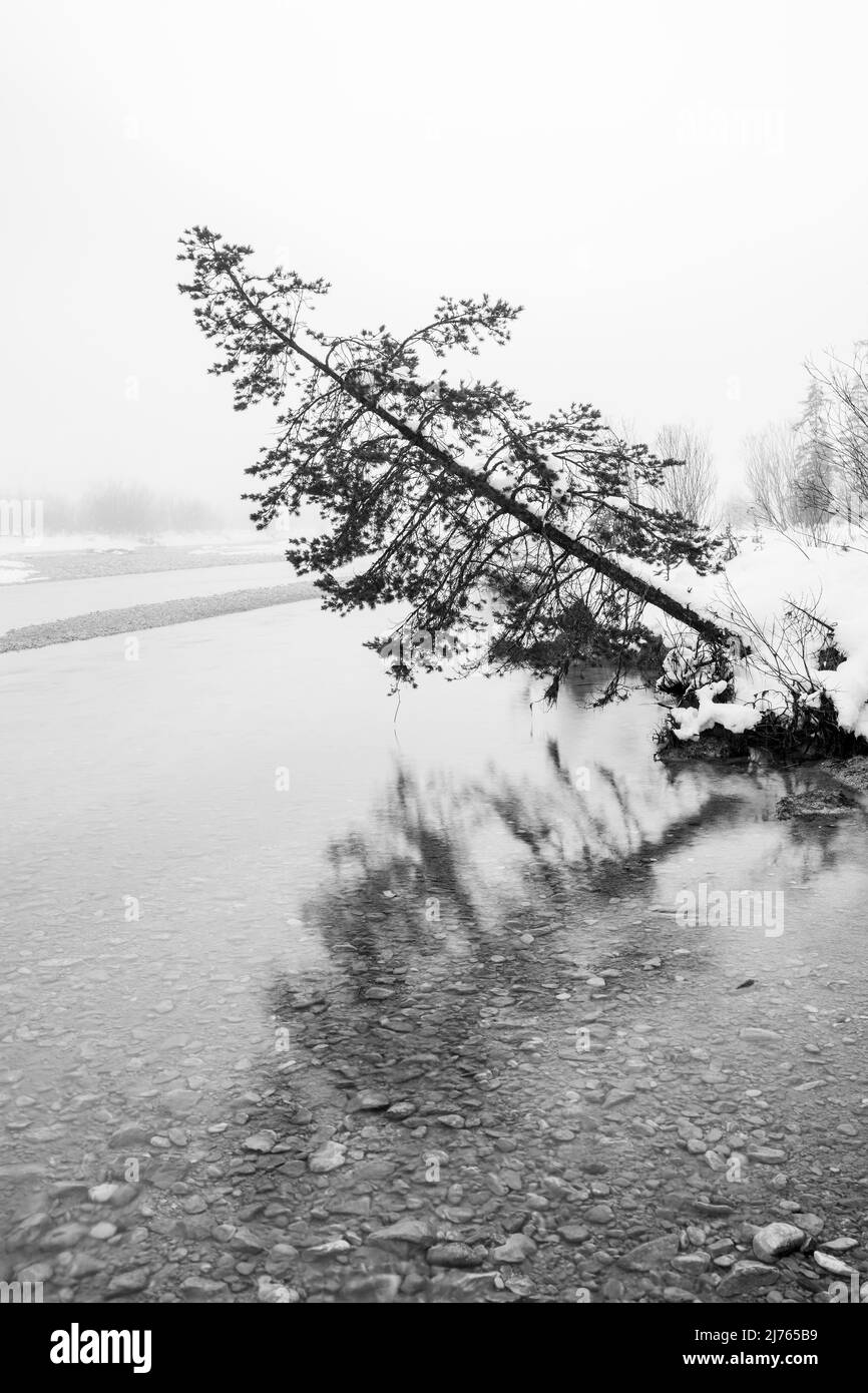 Atmosfera nebbia in inverno sul fiume Isar nelle Alpi tedesche tra Wallgau e Vorderriss. Sulla riva del fiume sorge un unico abete rosso, fortemente inclinato e in procinto di cadere nell'acqua fredda, l'albero si riflette e incorniciato la scena con nebbia e neve. Foto Stock