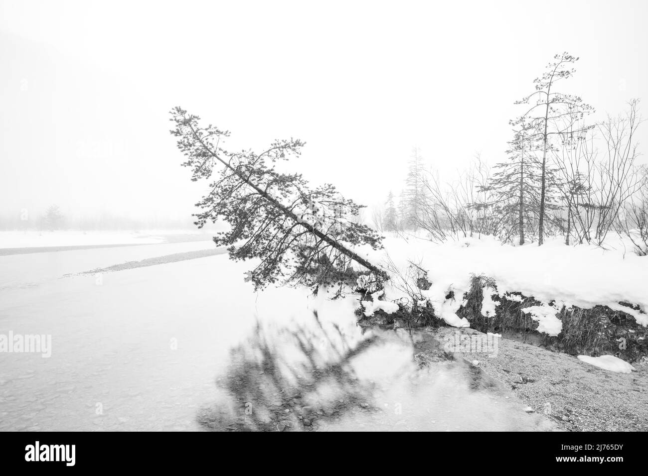 Atmosfera nebbia in inverno sul fiume Isar nelle Alpi tedesche tra Wallgau e Vorderriss. Sulla riva del fiume sorge un unico abete rosso, fortemente inclinato e in procinto di cadere nell'acqua fredda, l'albero si riflette e incorniciato la scena con nebbia e neve. Foto Stock