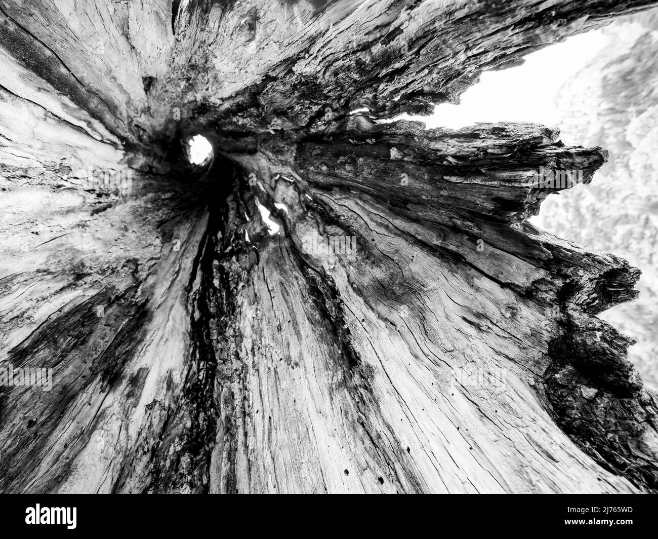 Un vecchio albero di acero scavato al grande terreno di acero nel Karwendel, nelle Alpi dell'Austria fotografato dall'interno. Sopra sinistra l'apertura alla corona dell'albero e destra la corteccia aperta. Foto Stock