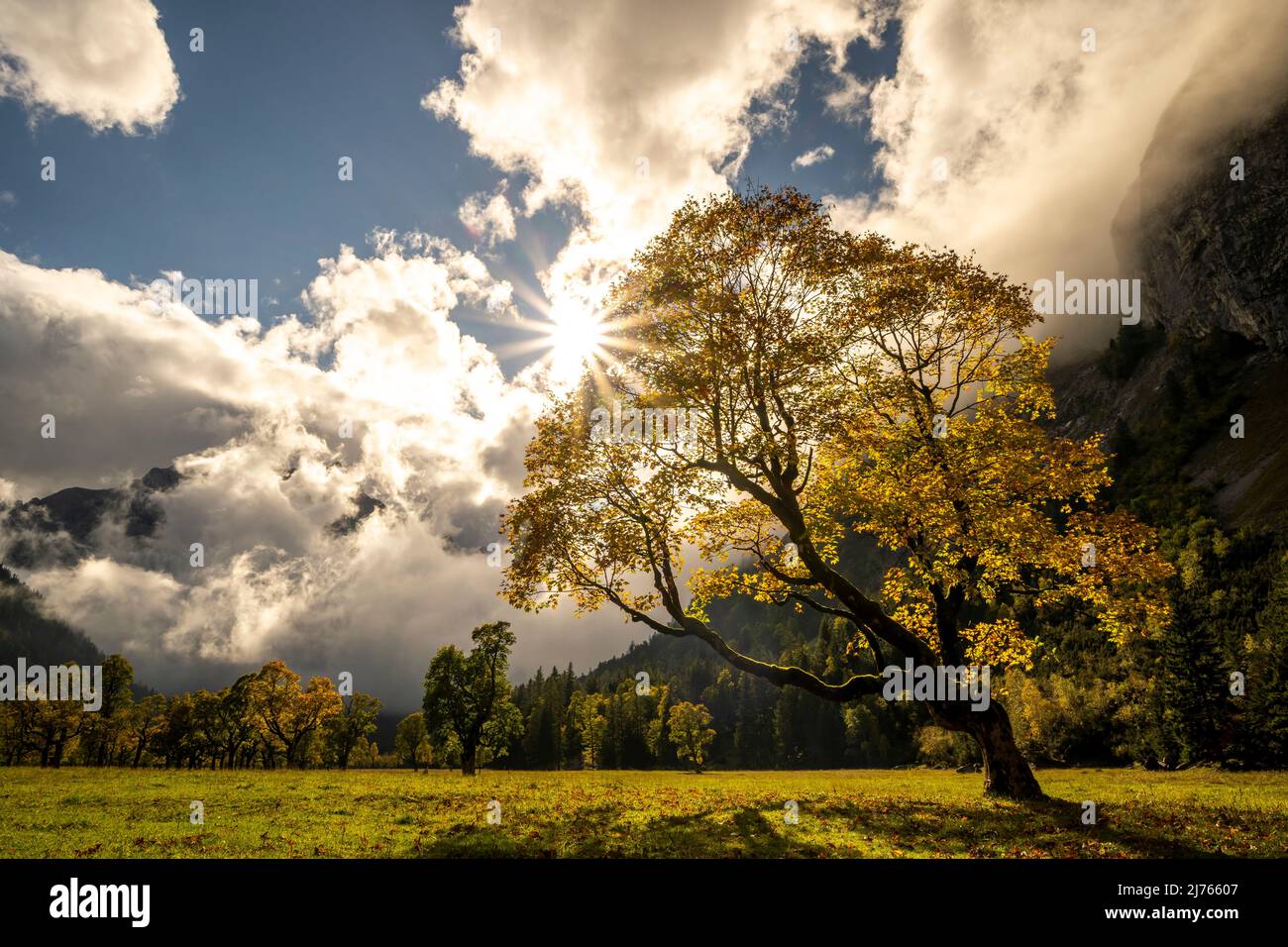 Un vecchio albero di acero sul grande terreno di acero nella cosiddetta Eng, Risstal vicino Hinterriss nel Karwendel / Austria nella retroilluminazione del sole. Con stella del sole e sullo sfondo tra le nuvole lo Spritzkarspitze e altri alberi di acero in autunno con fogliame dorato. Foto Stock