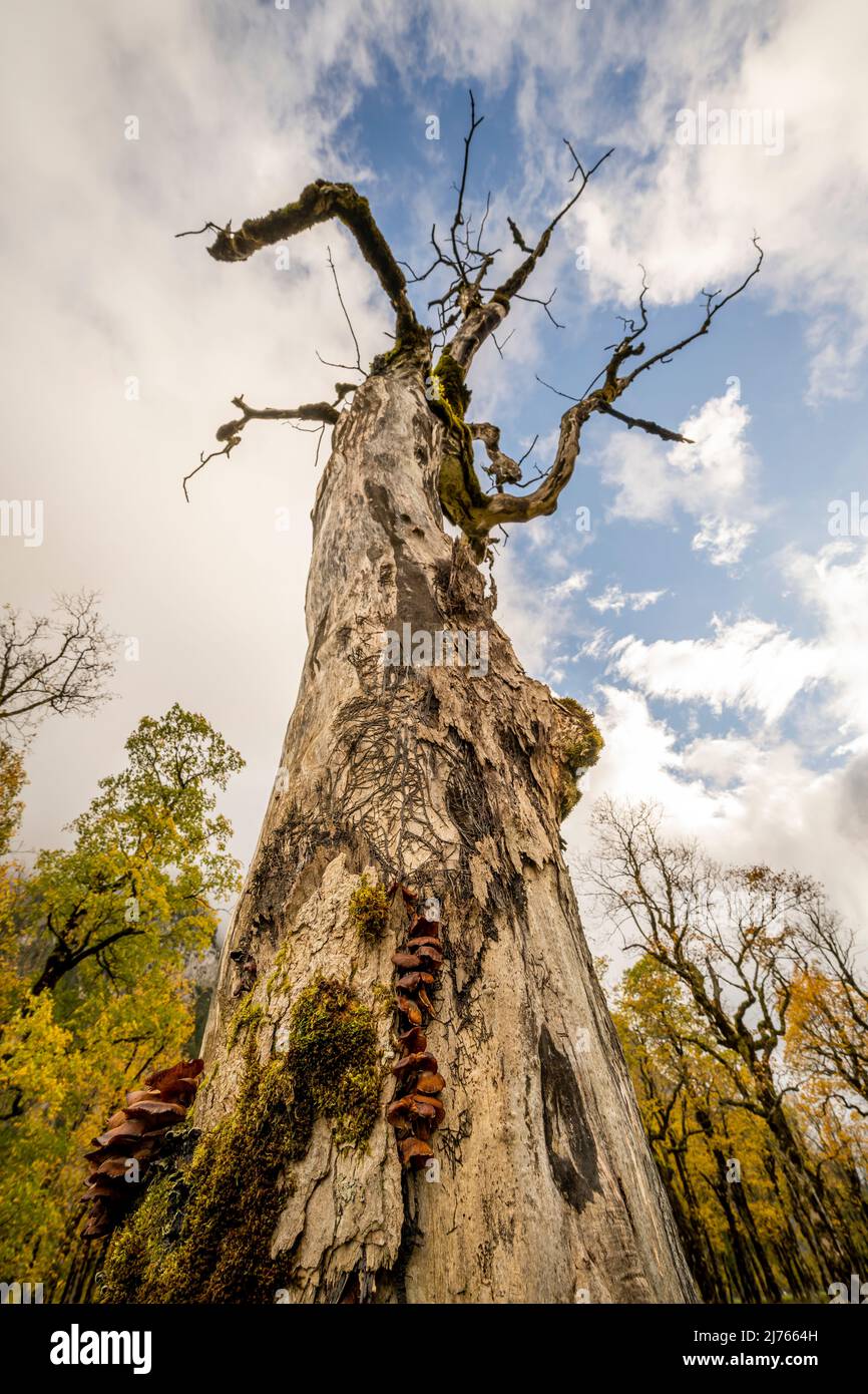 Un vecchio albero di acero morto. Il tronco d'albero dà vita a vari altri funghi e creature viventi e sta gocciolando con i suoi rami morti nel mezzo del grande terreno d'acero nel Karwendel, Tirolo / Austria vicino Hinterriss. Sullo sfondo l'autunno colora gli alberi di restlcihen dorati. Foto Stock