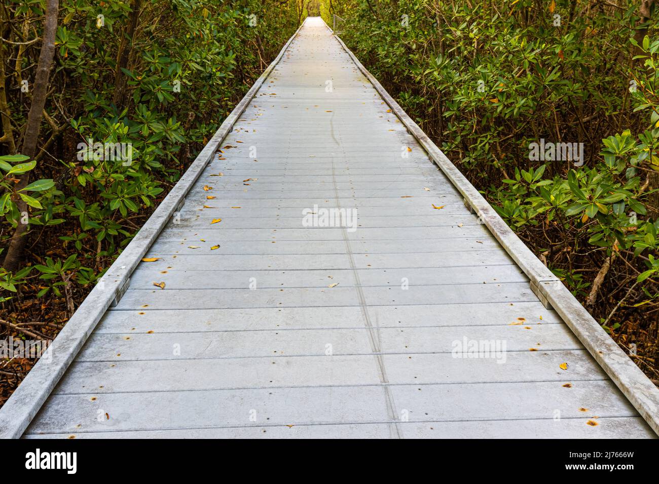 Passerella attraverso la Foresta di Mangrove sul Glover Bight Nature Trail, Rotary Park, Cape Coral, Florida, USA Foto Stock