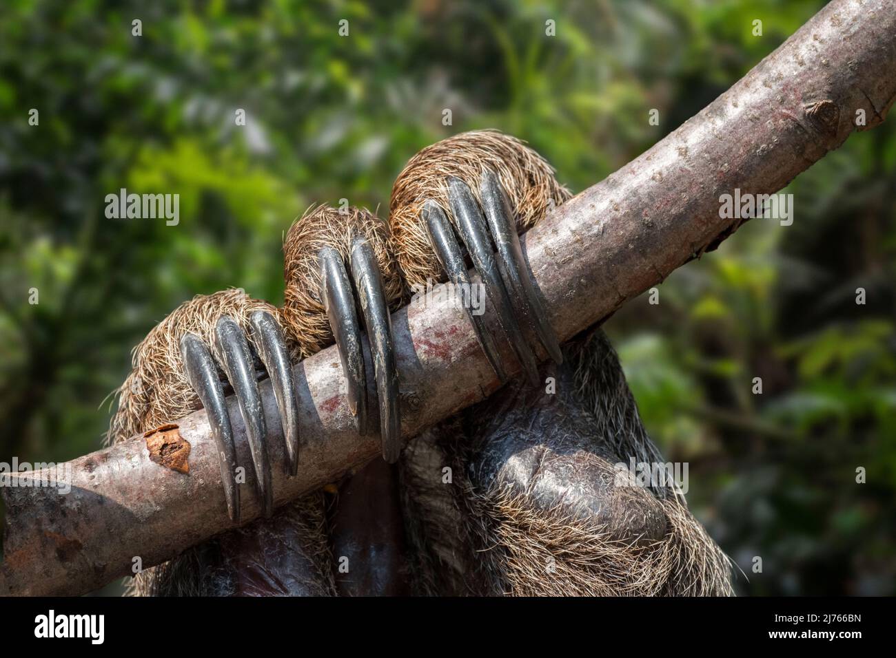 Linnaeus's two-toed sloth / Southern two-toed sloth / Linne's two-toed sloth (Choloepus didactylus / Bradypus didactylus) close-up di artigli Foto Stock