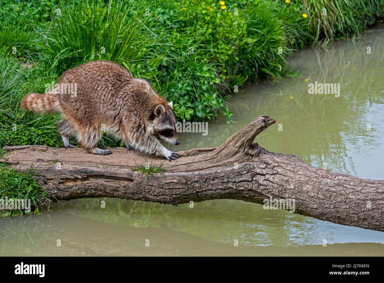 Raccoon comune (Procyon lotor) che attraversa ruscello / rivuleto su tronco di albero caduto, specie invasive in Europa, nativo del Nord America Foto Stock