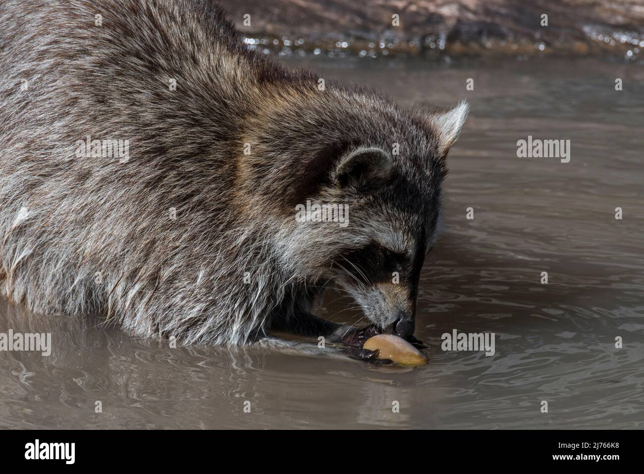 Raccoon comune (Procyon lotor) lavaggio cibo in acqua di flusso / rivulet, specie invasive in Europa, nativo del Nord America Foto Stock
