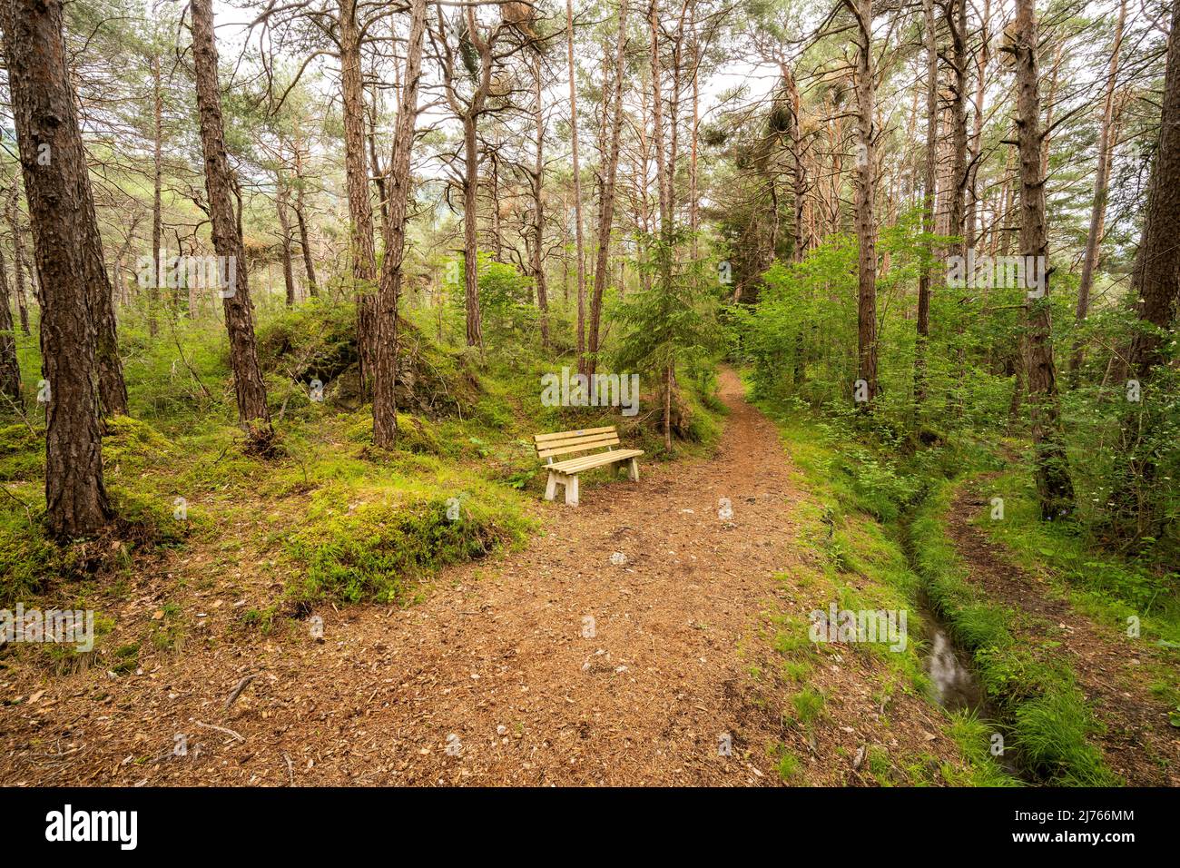 Una panchina per un riposo a Forchet, l'ultima foresta di montagna rimanente nella valle Inn vicino a Haiming. All'intersezione di un percorso forestale con un piccolo torrente. Foto Stock