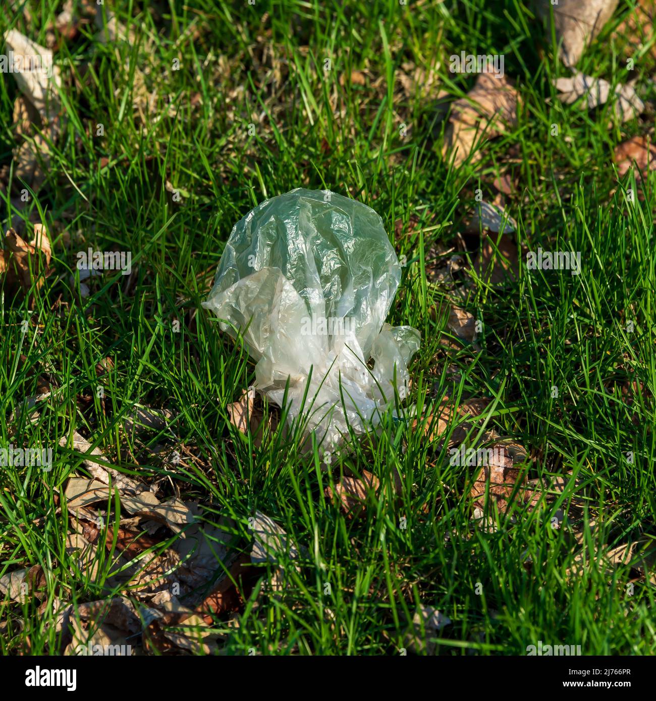 Smaltito in modo improprio di lettiere si deposita in erba primavera. Foto Stock