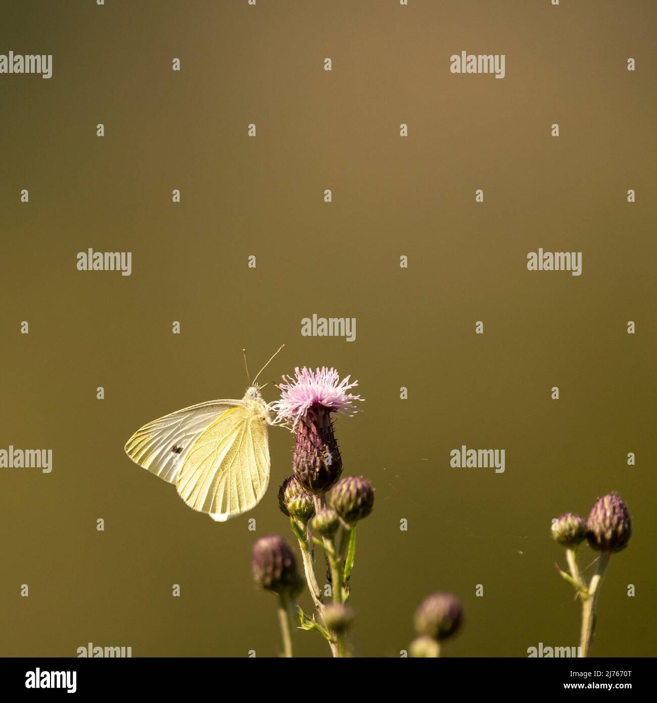 Una farfalla chiamata Small Cabbage White su un fiore, presa a fine estate nelle montagne del Karwendel Foto Stock