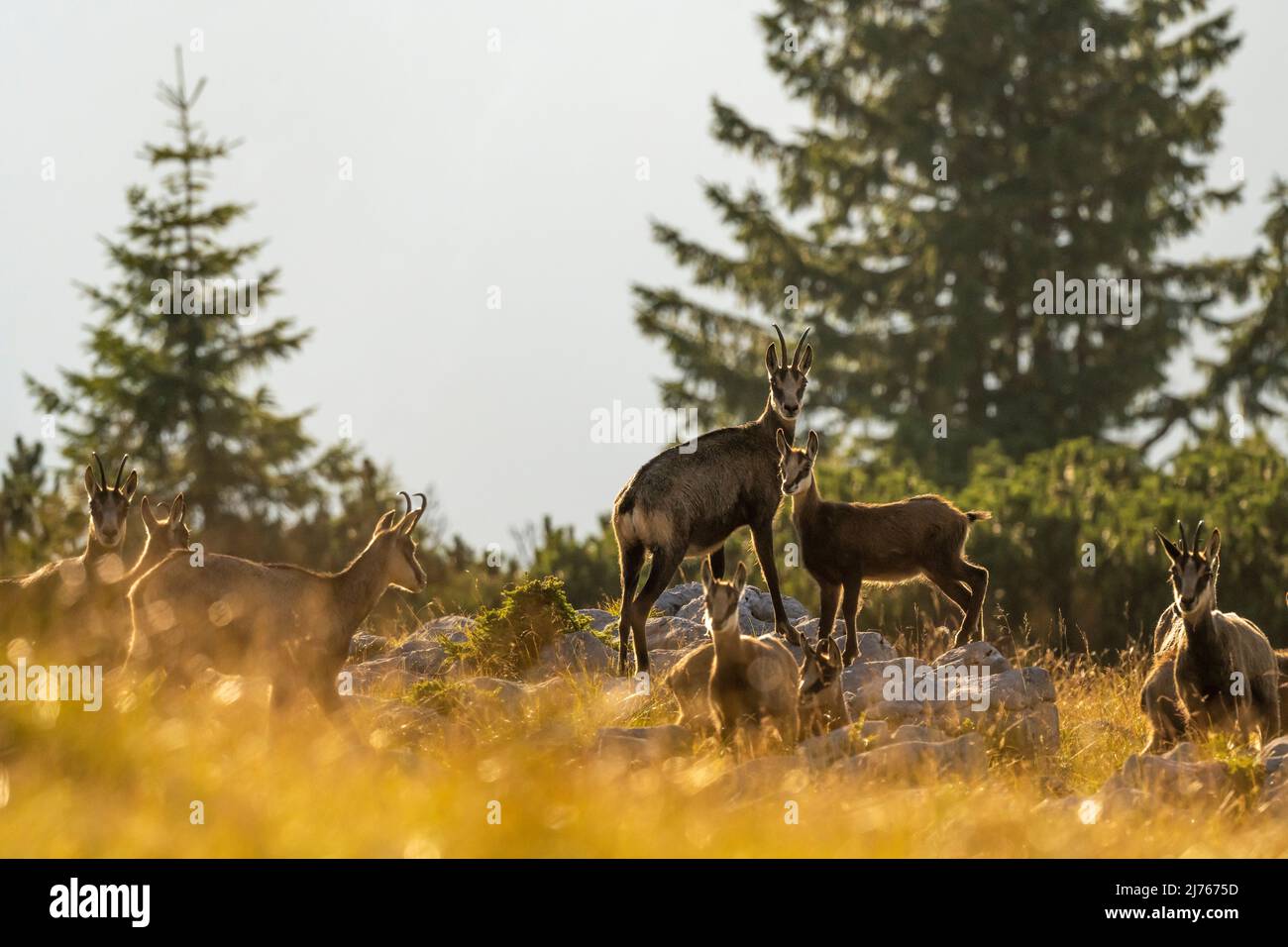 Un camoscio adulto con giovane è in piedi sul tree, circondato da altri animali. Foto Stock