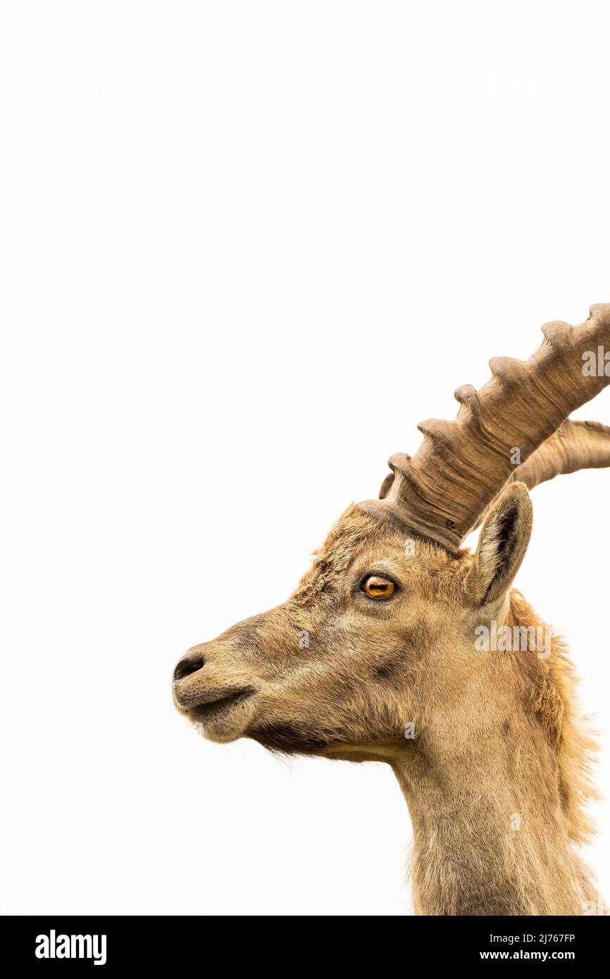 Stambecco alpino a Karwendel in ritratto, primo piano di questo maestoso animale nella natura selvaggia contro il cielo bianco. Foto Stock