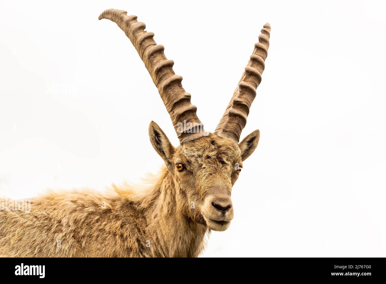 Stambecco alpino a Karwendel in ritratto, primo piano di questo maestoso animale nella natura selvaggia contro il cielo bianco. Foto Stock