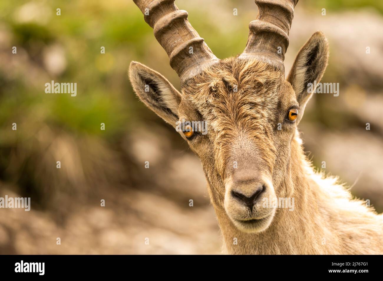 Stambecco alpino a Karwendel in ritratto. Evidenziando gli occhi e il primo piano di questo maestoso animale nella natura selvaggia. Foto Stock